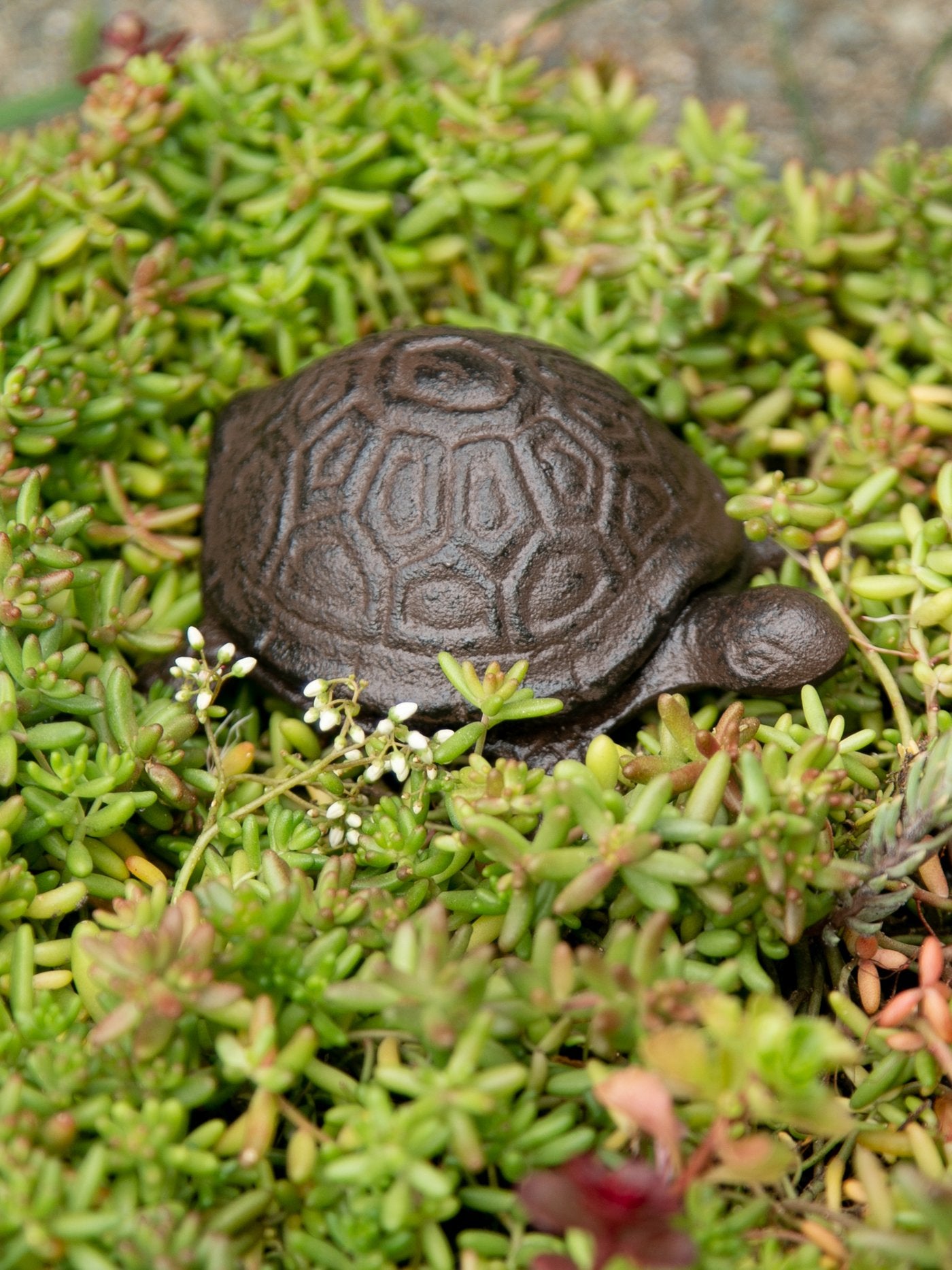 TURTLE KEY HIDER