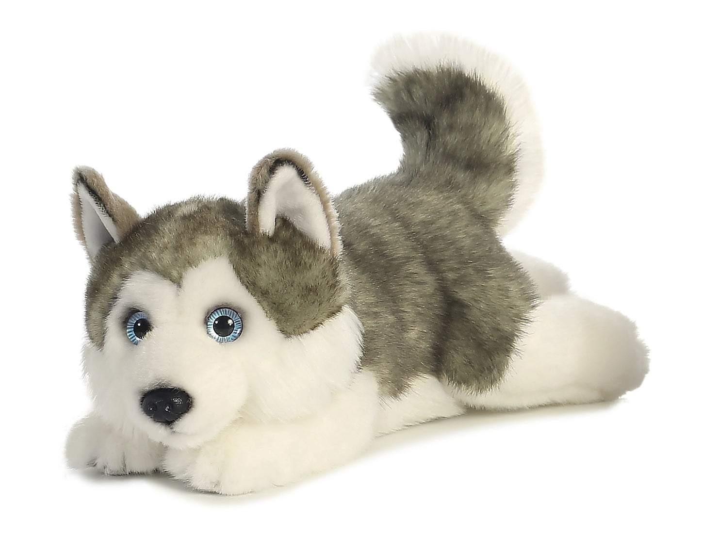 11" Husky - Lying