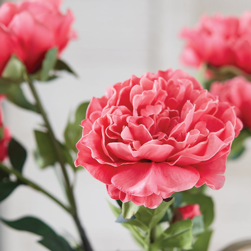 Pink Peony Stem