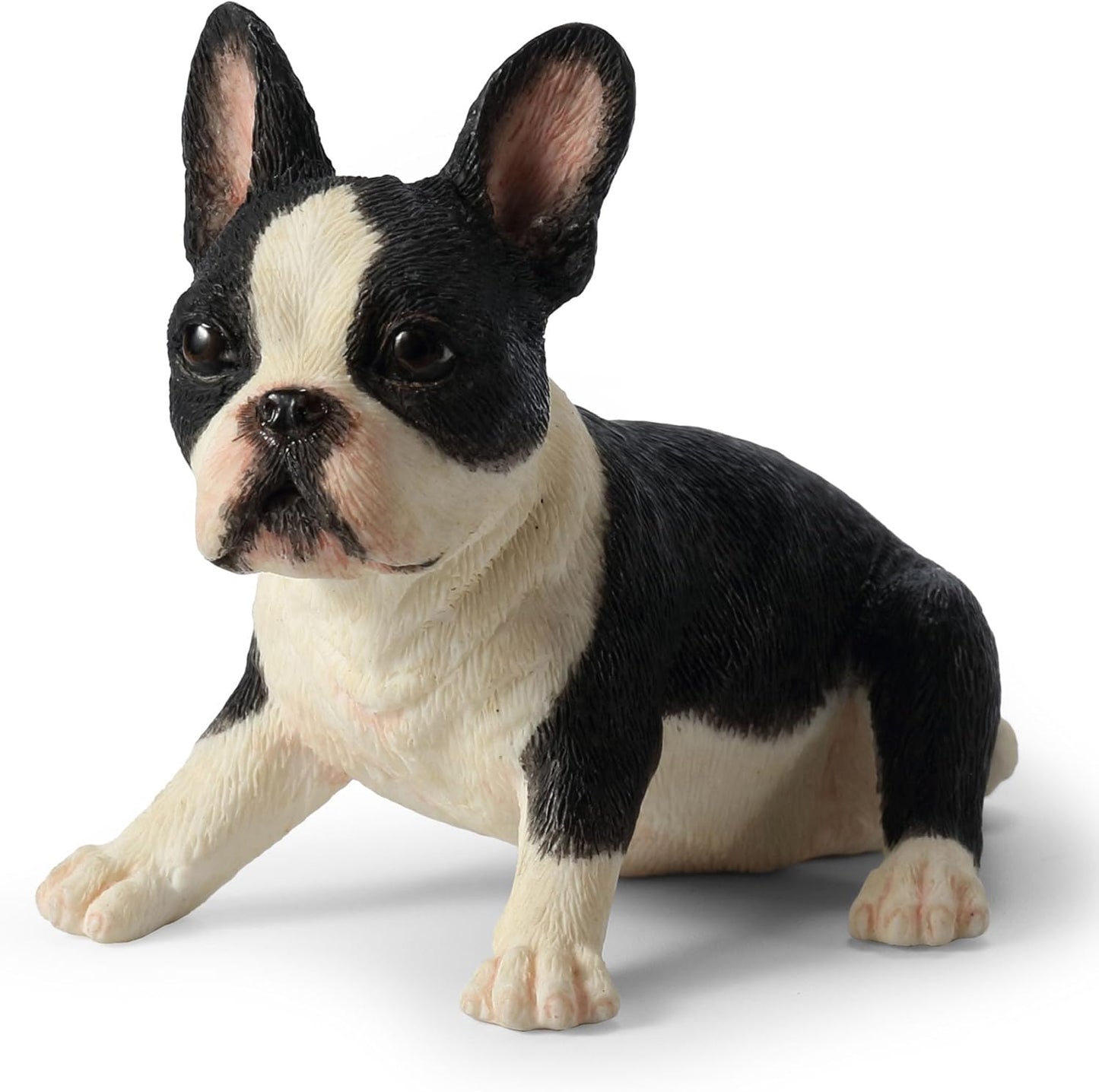 Boston Terrier Puppy