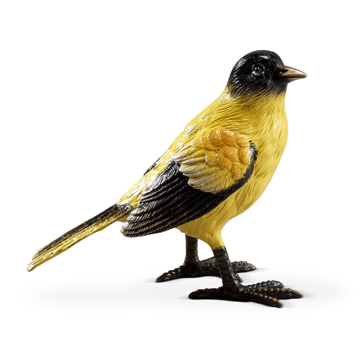 Colorful Oriole