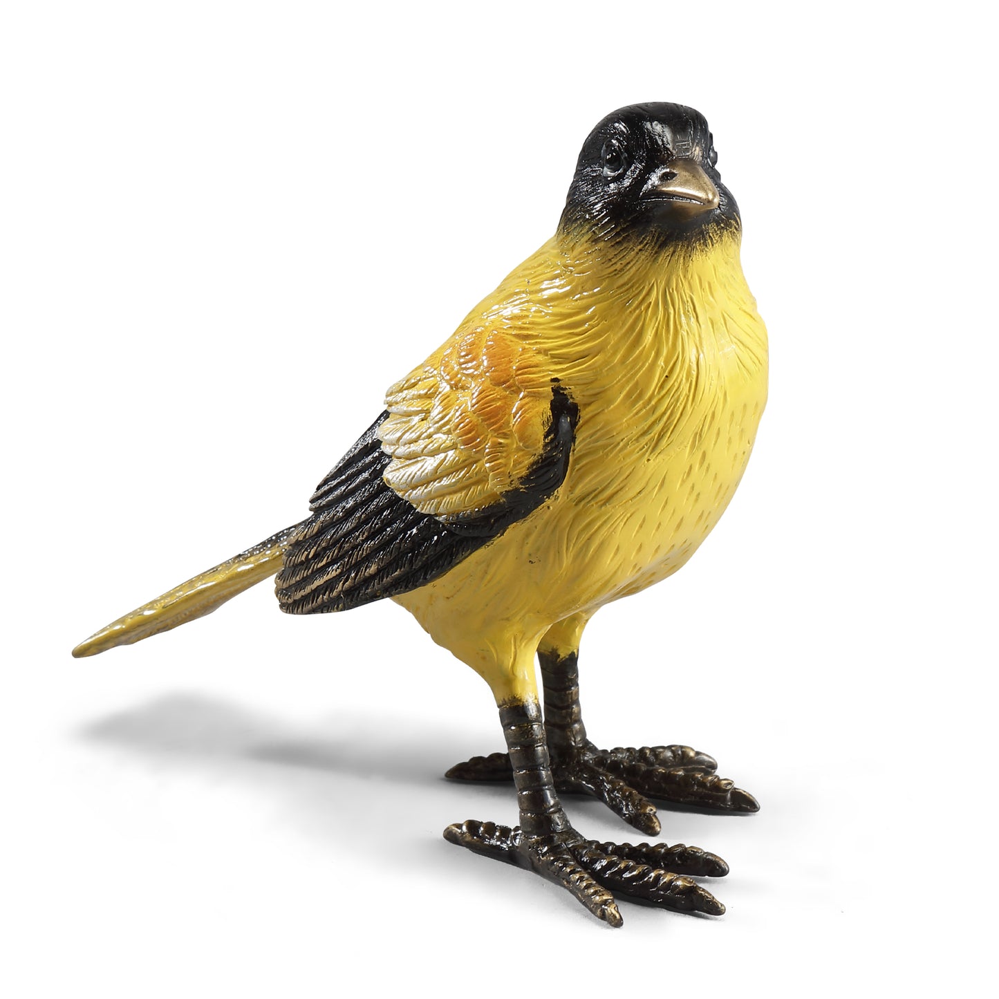 Colorful Oriole