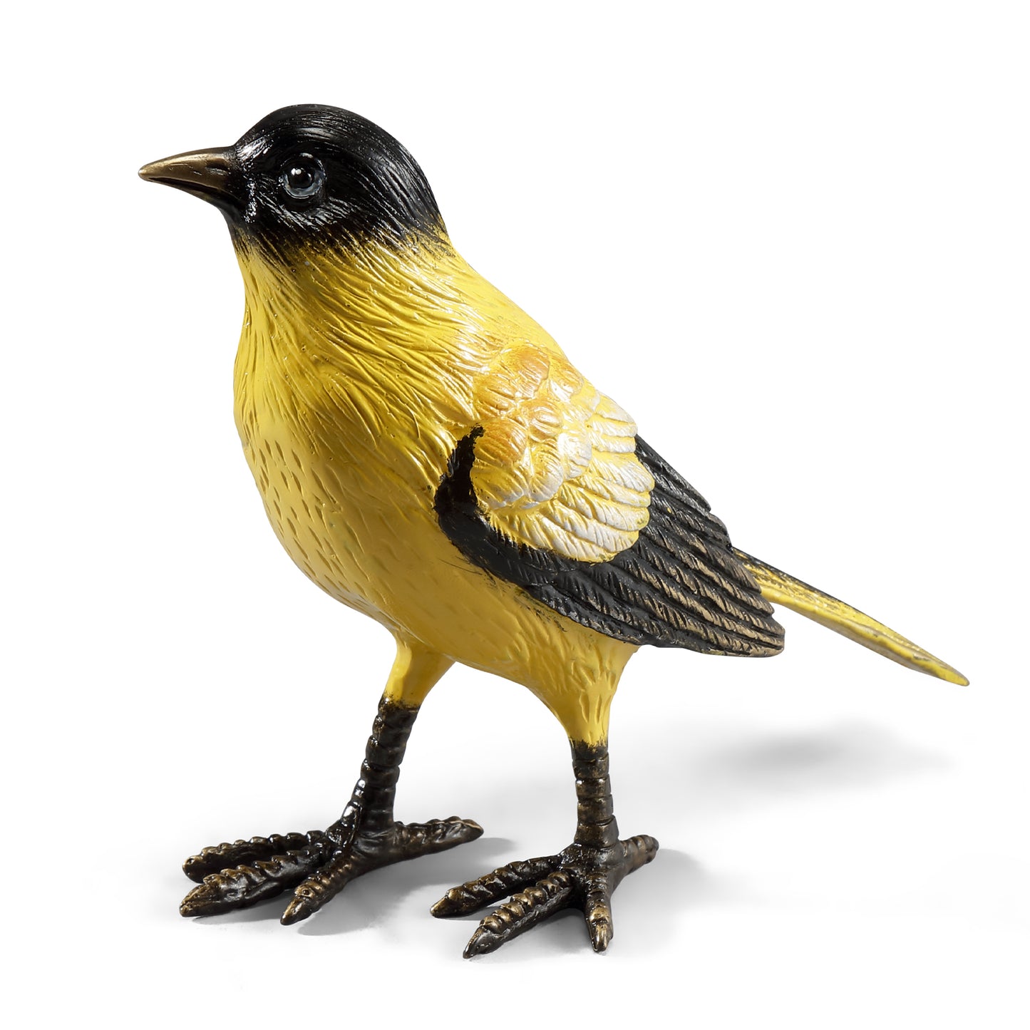 Colorful Oriole
