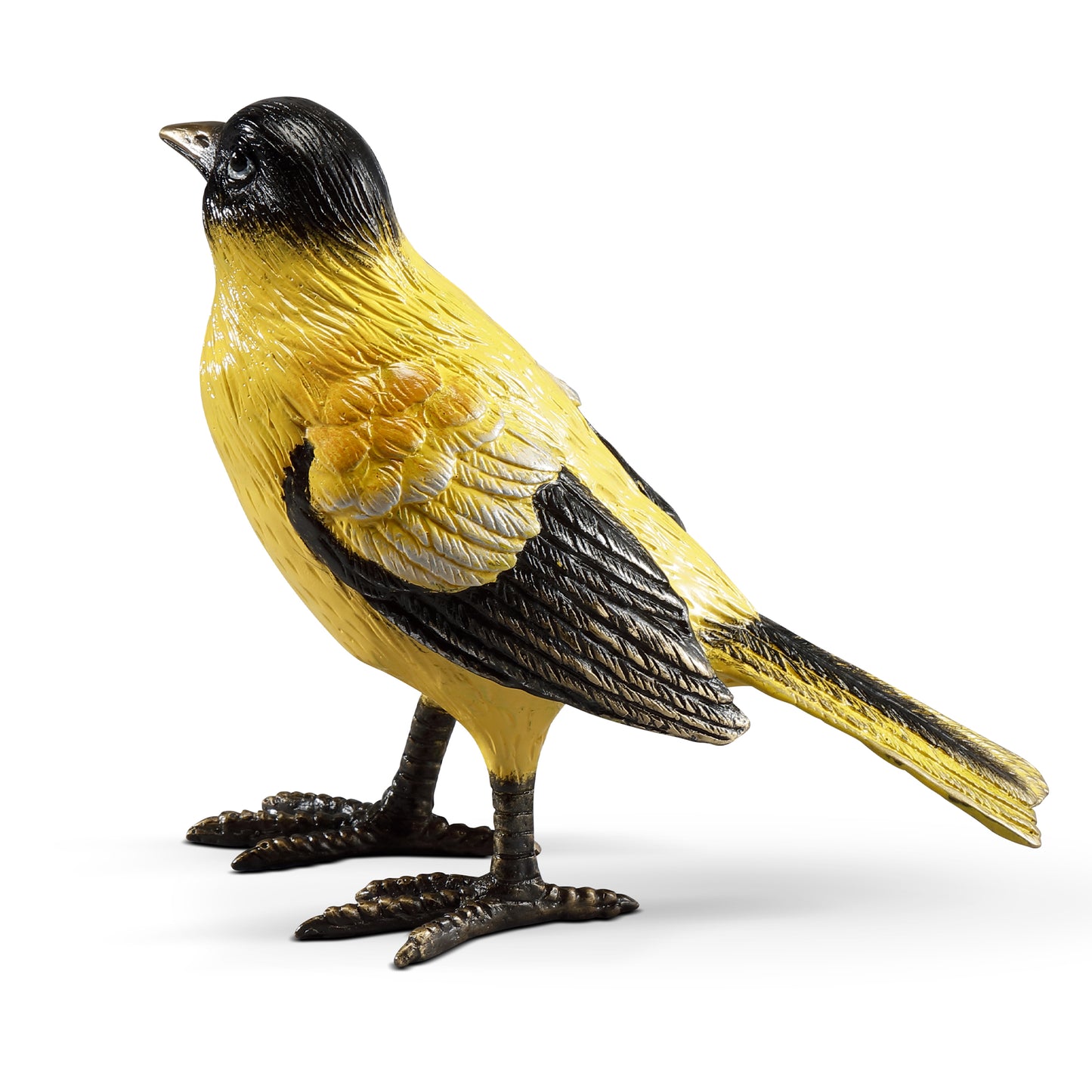 Colorful Oriole