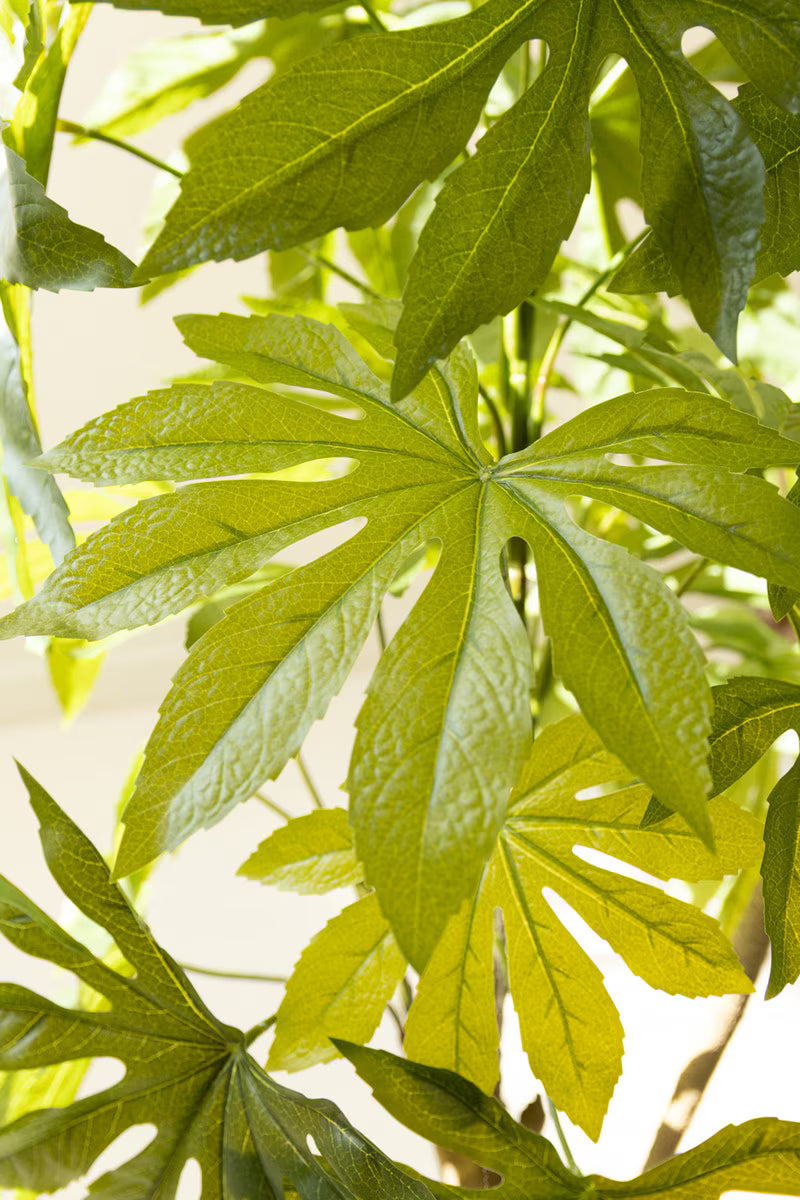 Artificial Fatsia in a Black Plastic Pot