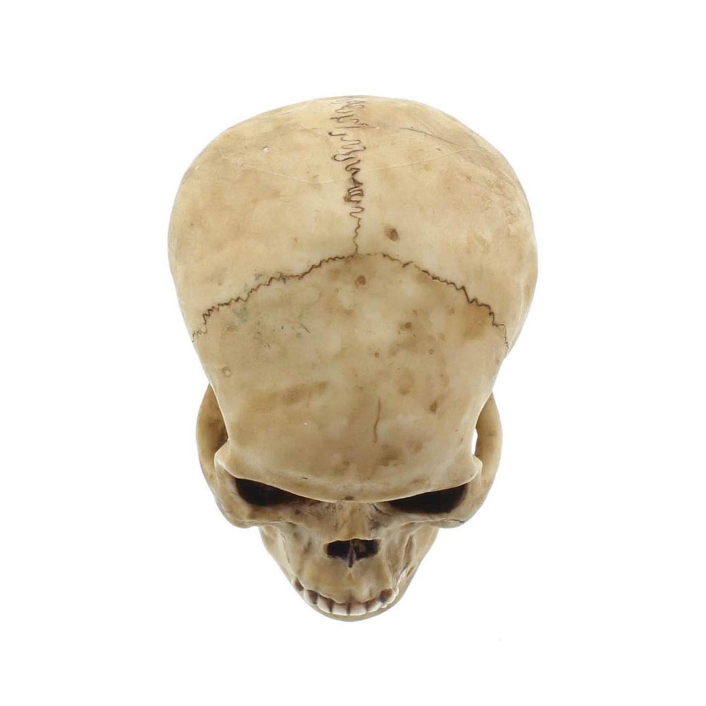 Grinning Resin Human Skull Spooky Halloween Party Decor Prop Statue Sculpture