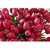 13.5 Inch Fuchsia Real Touch Mini Tulip Bundle (12 Stems)