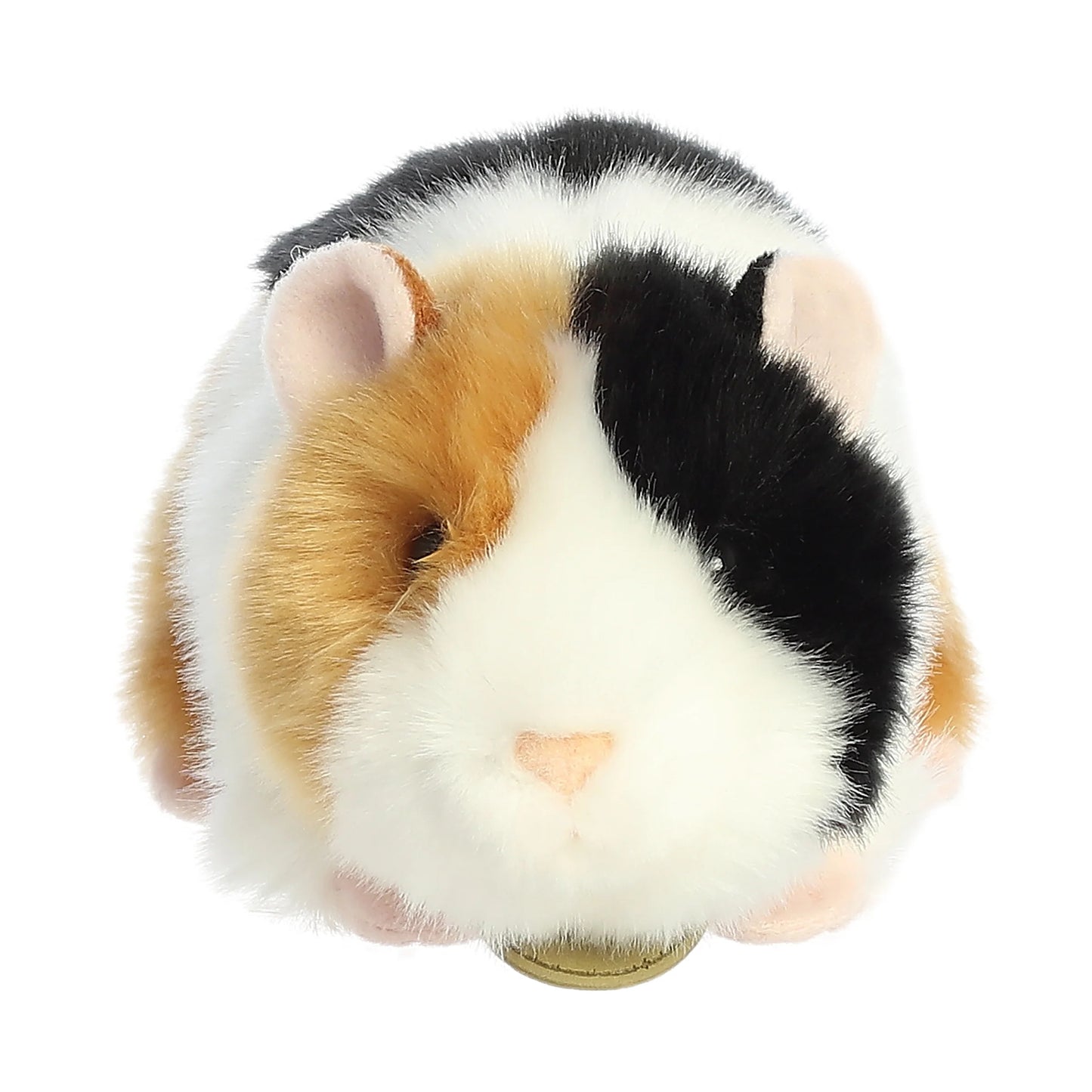 Miyoni - 7.5" American Guinea Pig