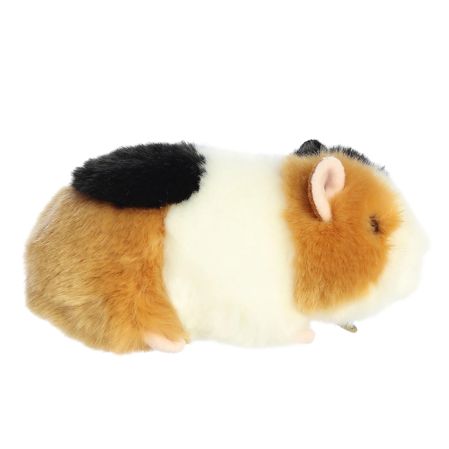 Miyoni - 7.5" American Guinea Pig