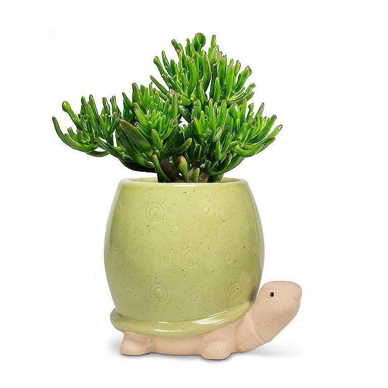 Tall Turtle Planter