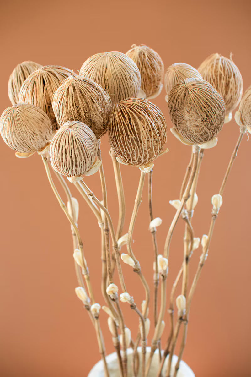Set of 12 Dried Cornhusk and Natural Pods on a Bamboo Stem