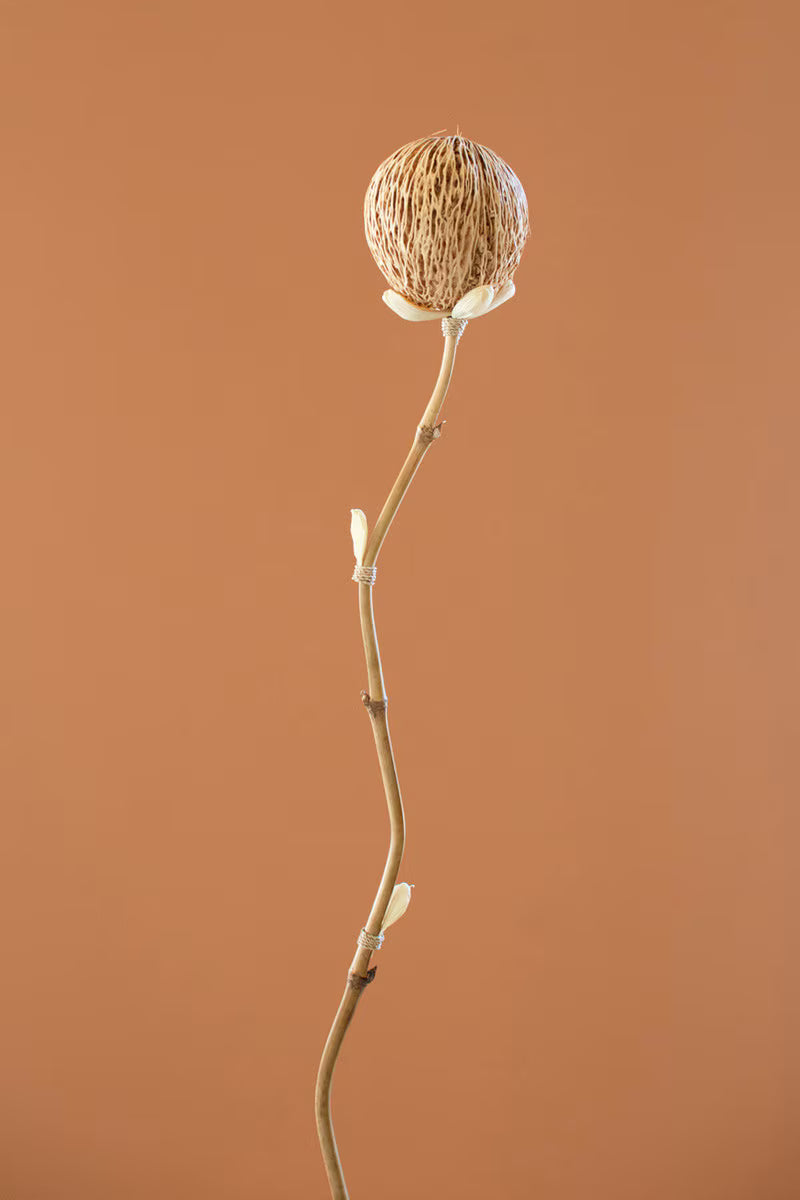 Set of 12 Dried Cornhusk and Natural Pods on a Bamboo Stem