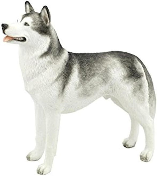 Siberian Husky