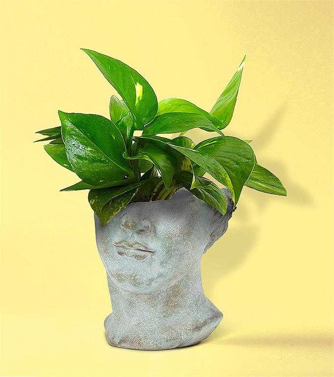 Half Male Face Planter