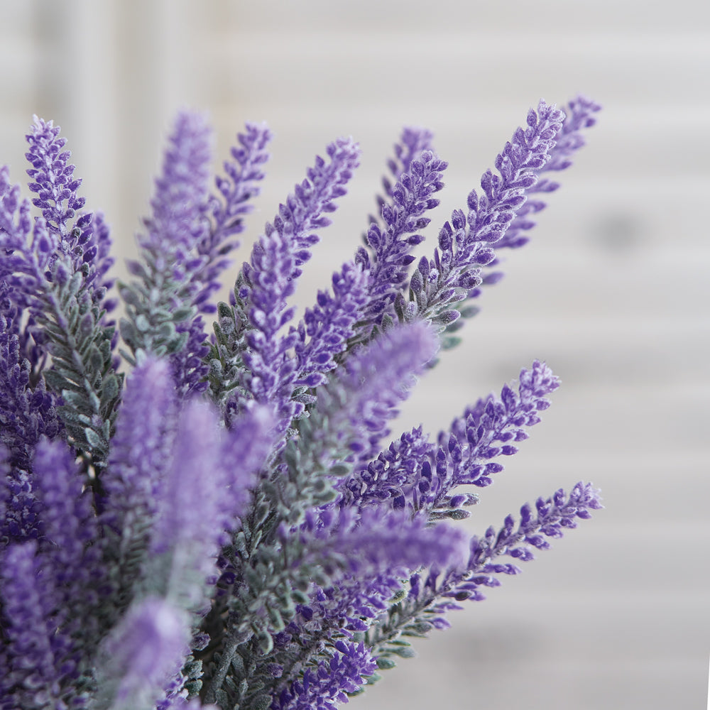 Lavender Bush