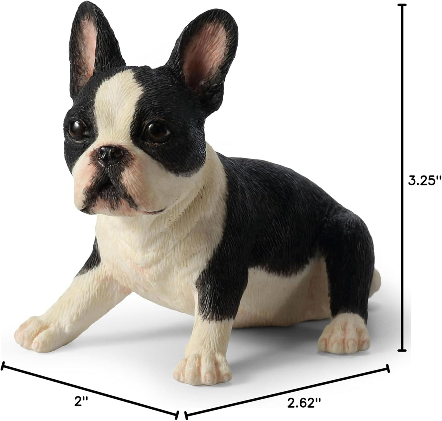 Boston Terrier Puppy