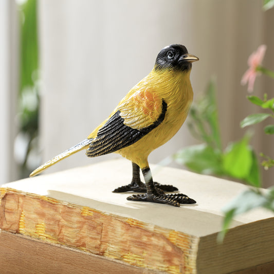 Colorful Oriole