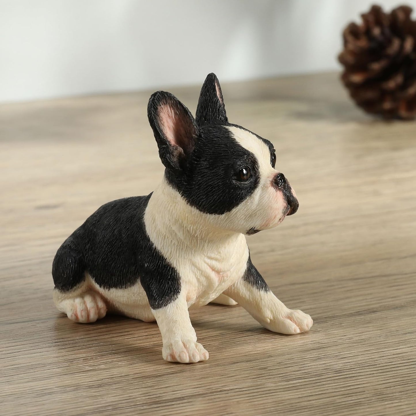 Boston Terrier Puppy