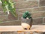 Small Cat On Legs Planter
