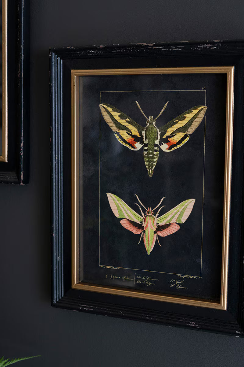 Set of 2 Framed Moth Prints Under Glass
