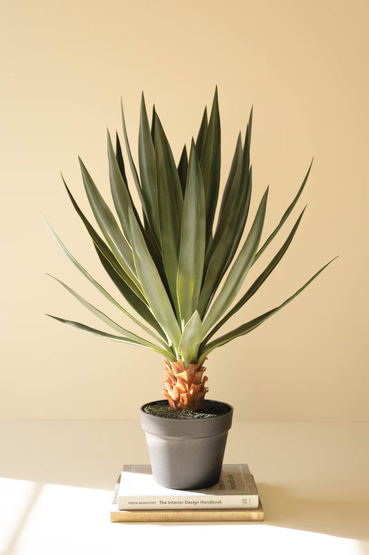 Artificial Sisal Plant in Black Plastic Pot