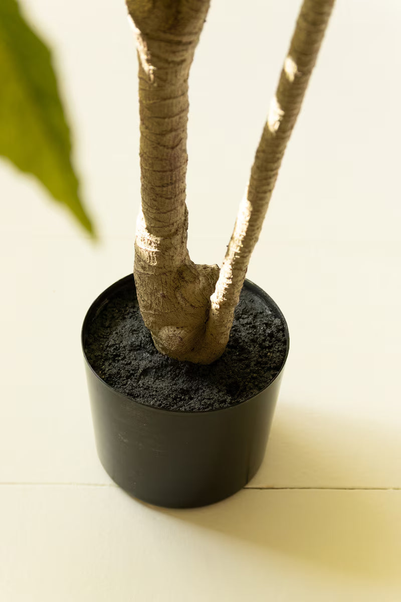 Artificial Fatsia in a Black Plastic Pot