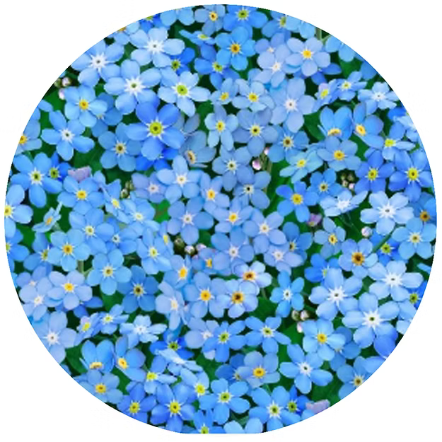 Forget Me Nots Jar Opener