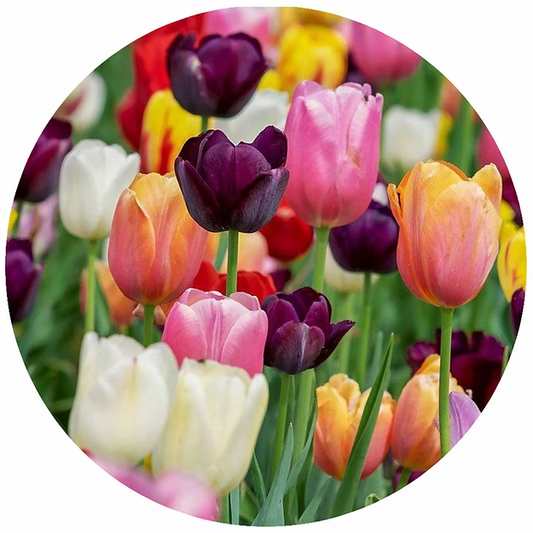 Multi-Colored Tulips Jar Opener