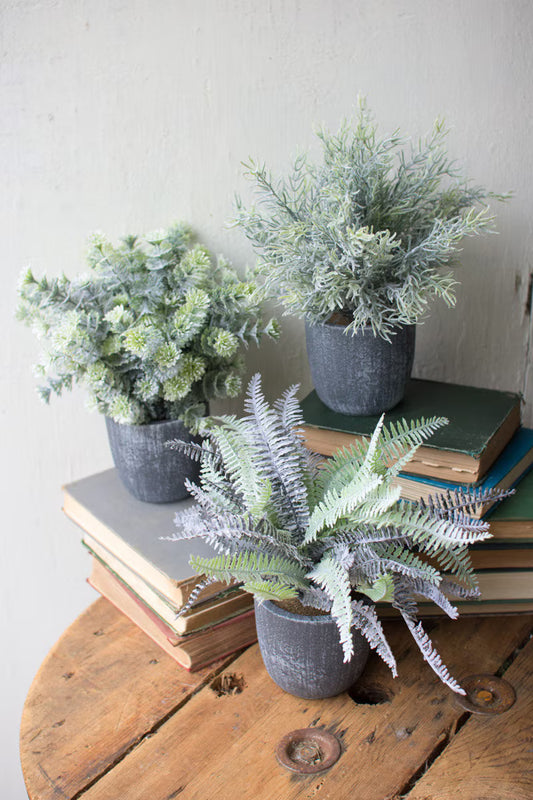 Set of 3 Ferns with Round Grey Pots