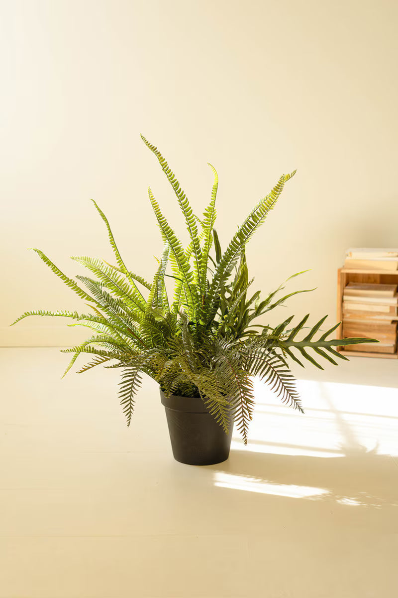 Artificial Mixed Ferns in Black Plastic Pot