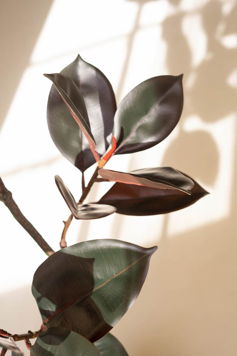 Artificial Rubber Tree with Black Plastic Pot