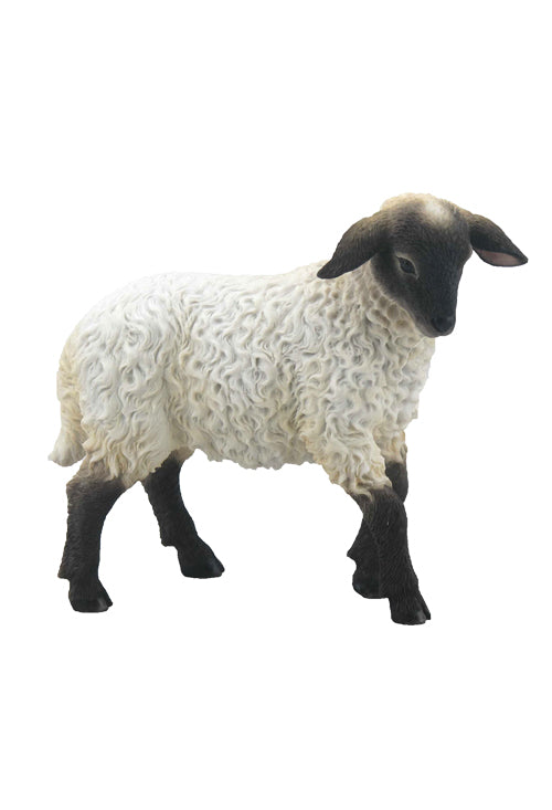 Black Face Lamb