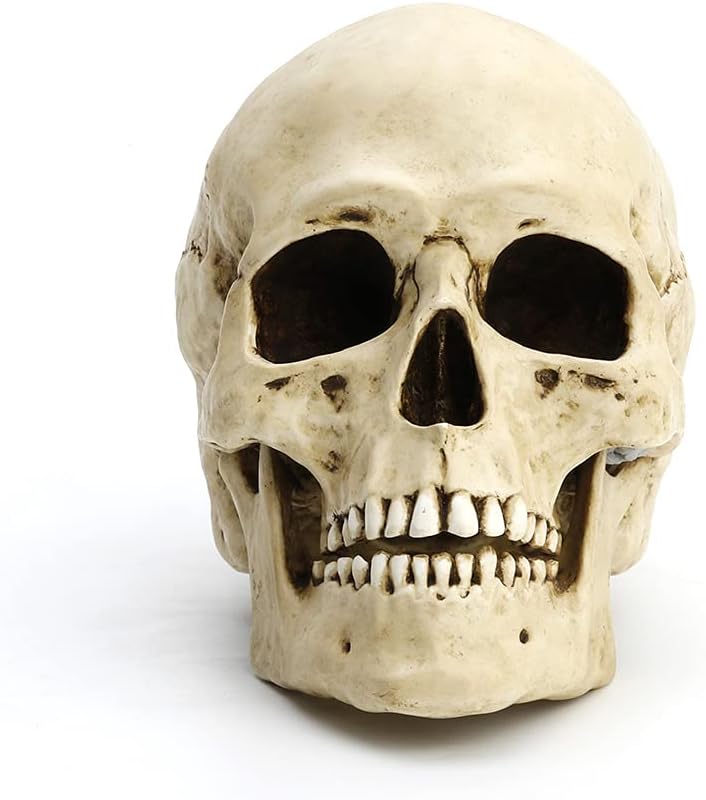 Human Skull With Motion Jaw