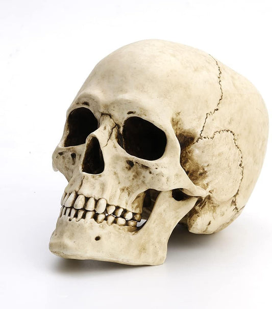 Human Skull With Motion Jaw