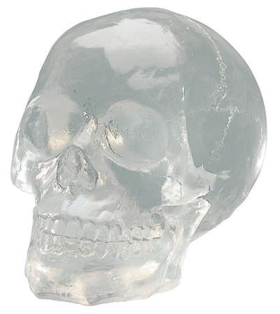 Translucent Skull
