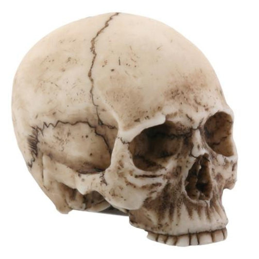 Sm. Skull Head