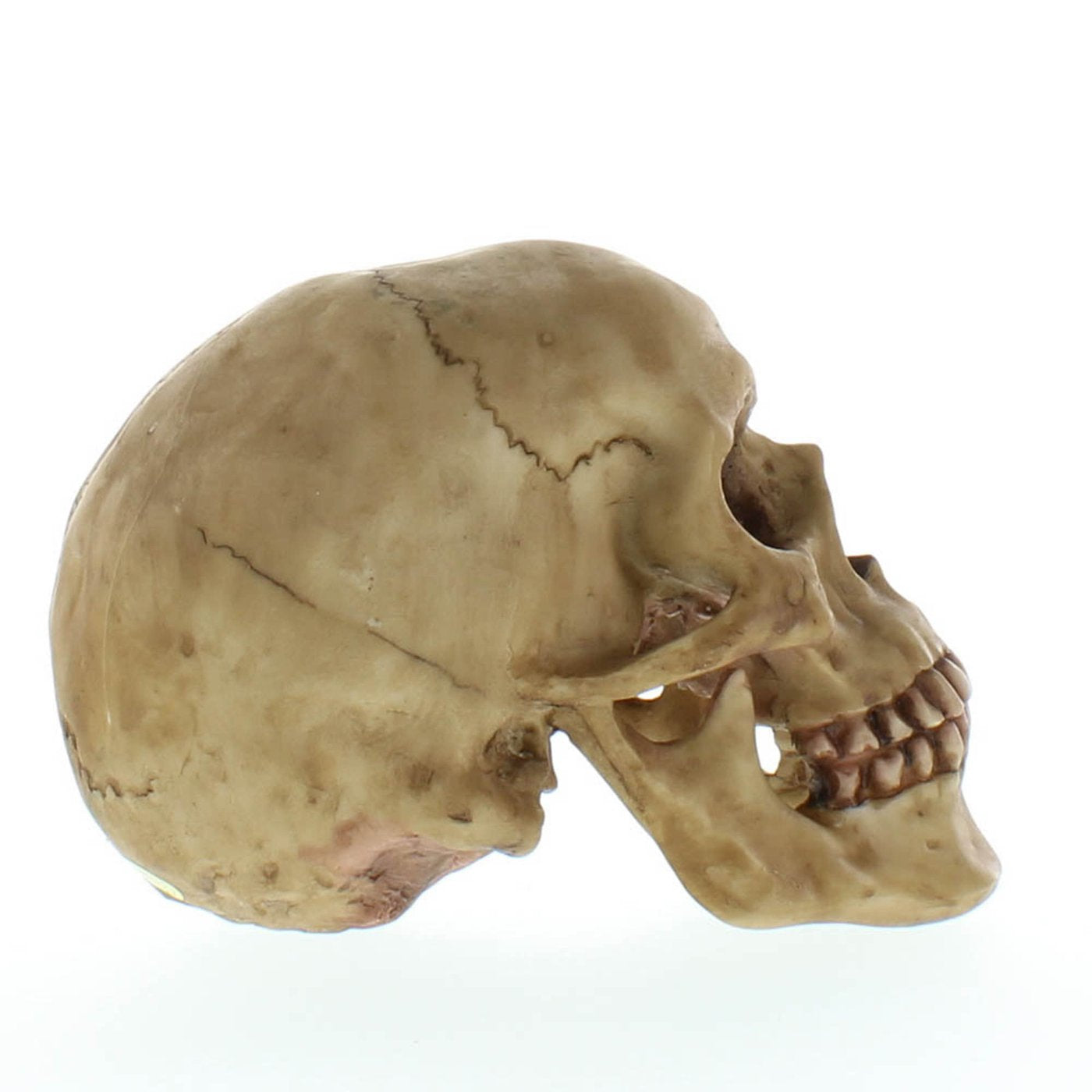 Grinning Resin Human Skull Spooky Halloween Party Decor Prop Statue Sculpture